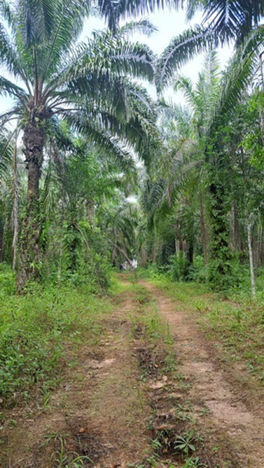 Residential land/lot Surat Thani Vibhavadi Takuk Tai 4800000