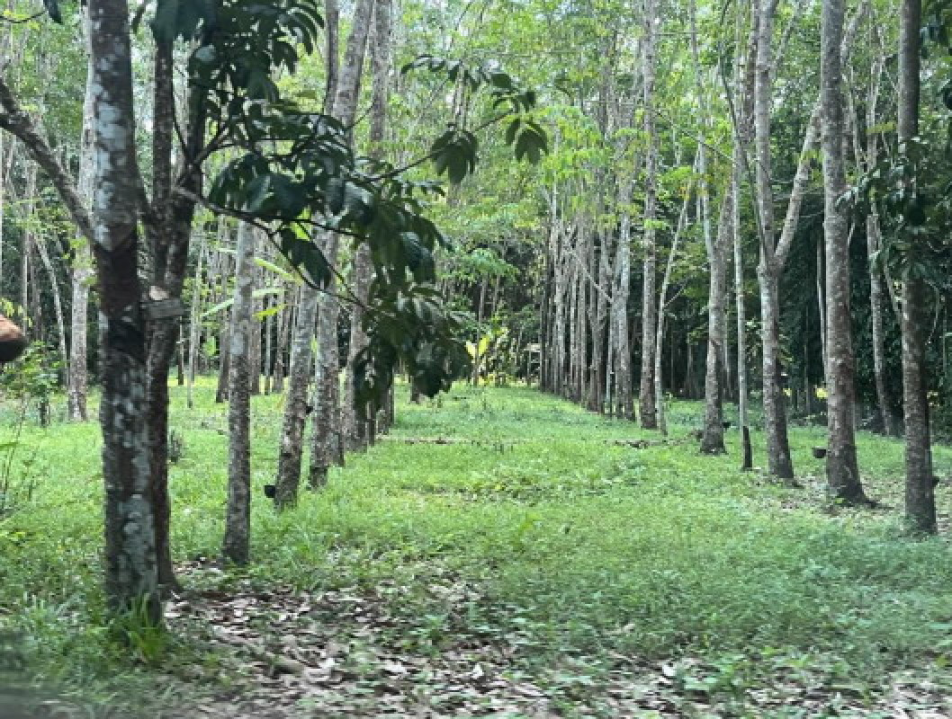 Residential land/lot Nakhon Si Thammarat Phrom Khiri Phrom Lok 101440