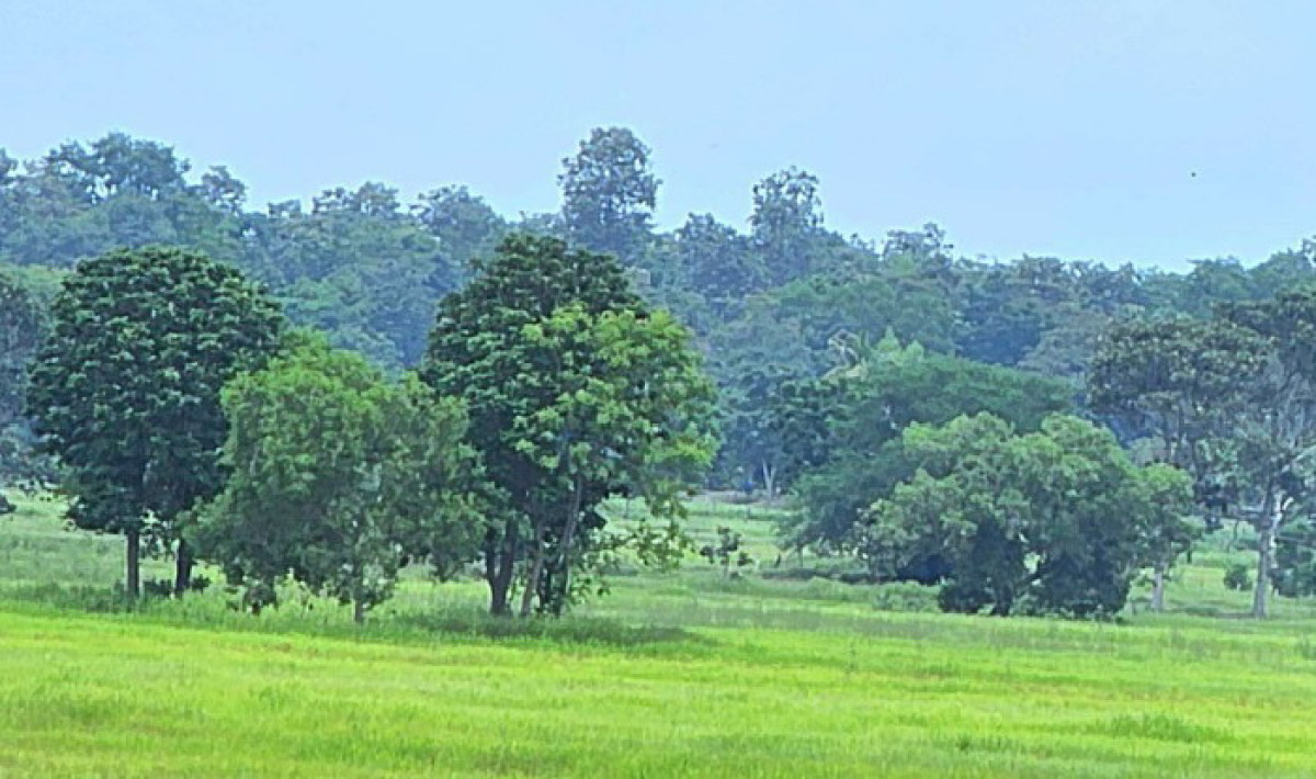 Residential land/lot Khon Kaen Nong Song Hong Takua Pa 703470