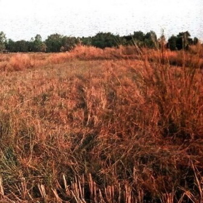 Residential land/lot Udon Thani Ban Dung Thon Na Lap 302600