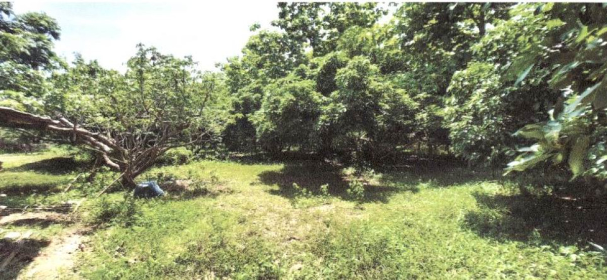 Residential land/lot Nan Tha Wang Pha Tha Wang Pha 220248