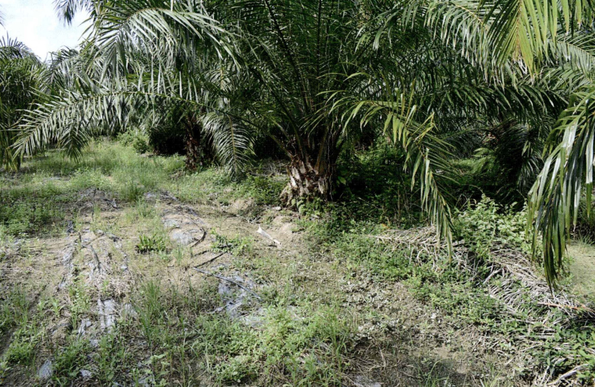 Residential land/lot Surat Thani Kanchanadit Kadae 420000