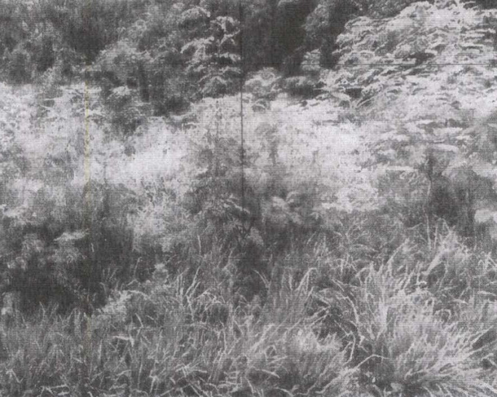 Residential land/lot Saraburi Mueang Saraburi Kut Nok Plao 70500