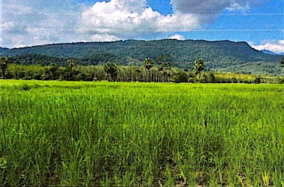 Residential land/lot Nakhon Si Thammarat Lan Saka Kamlon 611000