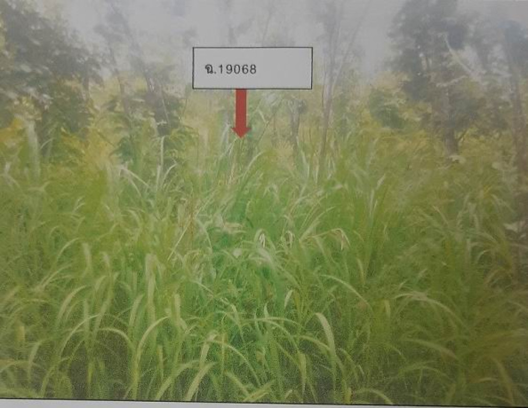 ที่ดินเปล่า ลำพูน ลี้ แม่ตืน 91488