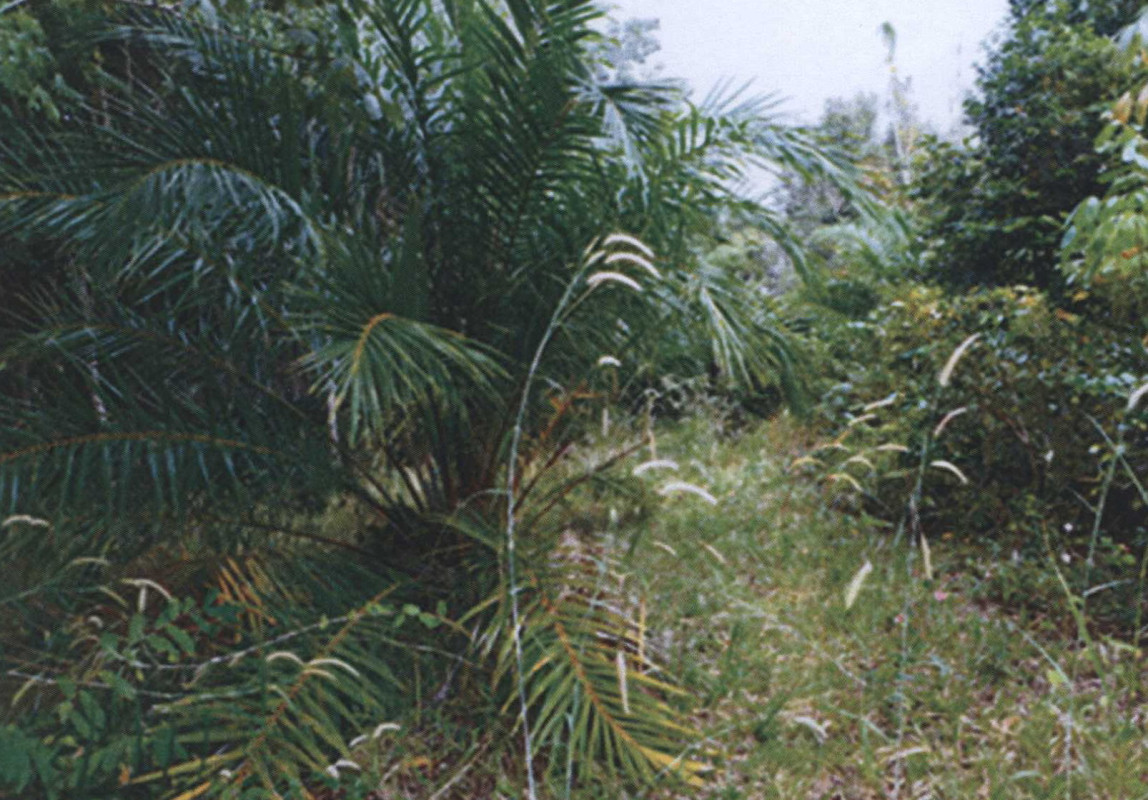 Residential land/lot Trat Mueang Trat Takang 1555850