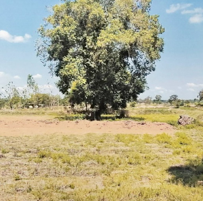 Residential land/lot Buri Ram Ban Mai Chaiyaphot Daeng Yai 506560