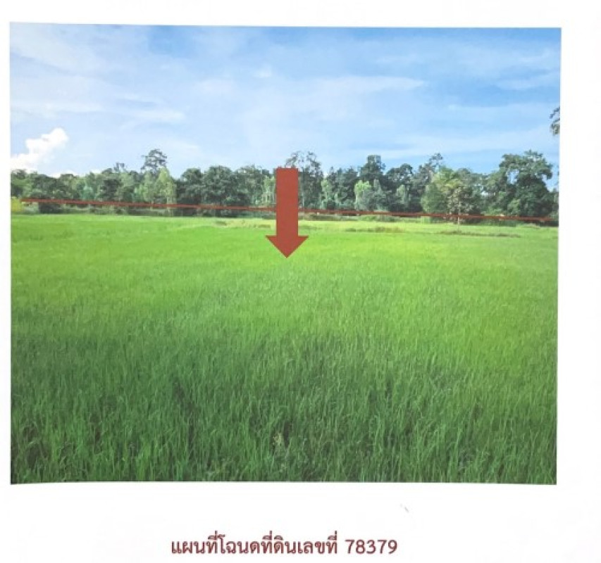 Residential land/lot Yasothon Mueang Yasothon Nam Kham Yai 89110