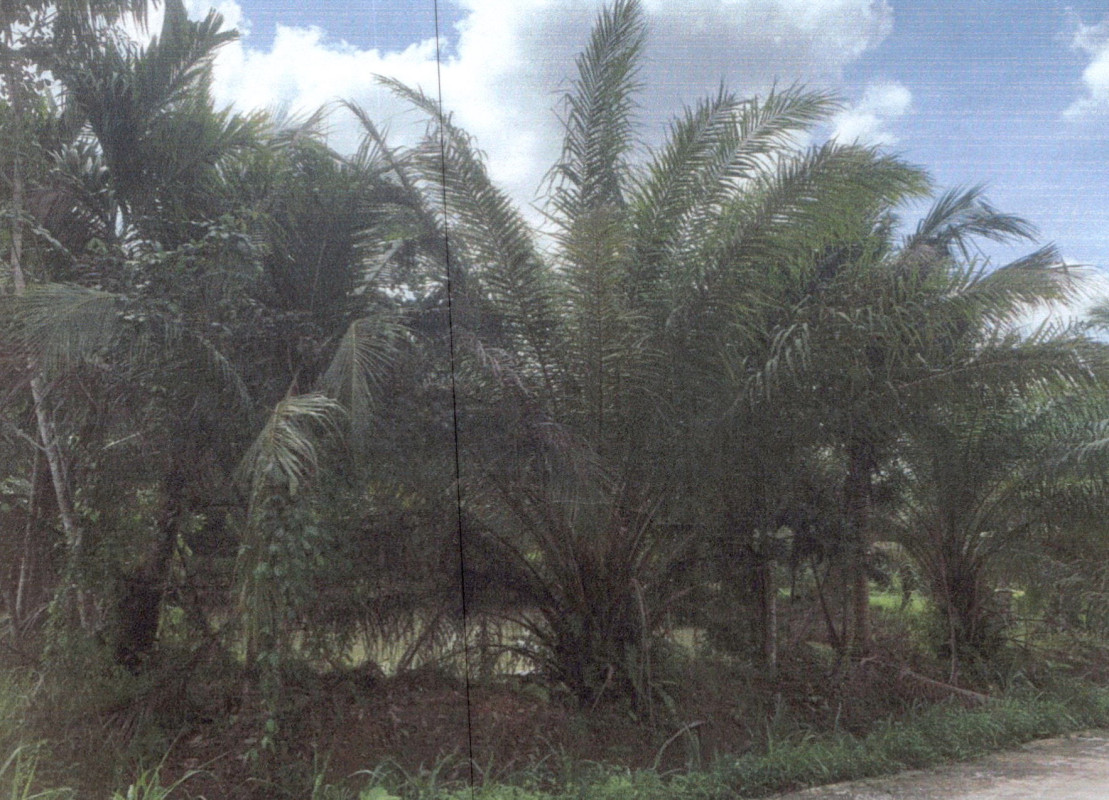Residential land/lot Phatthalung Khao Chaison Khuan Kha Nun 237750
