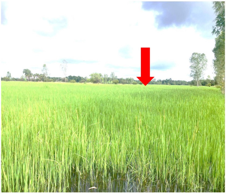Residential land/lot Ubon Ratchathani Mueang Ubon Ratchathani Nong Bo 81000