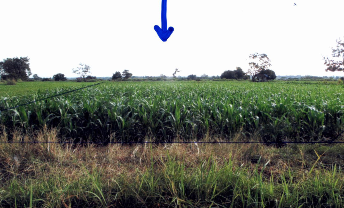 Residential land/lot Phitsanulok Nakhon Thai Nakhon Thai 498000