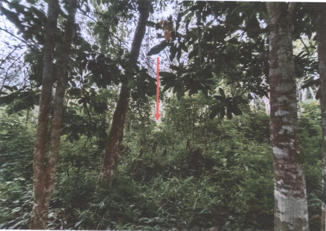 Residential land/lot Songkhla Na Thawi Thap Chang 648900