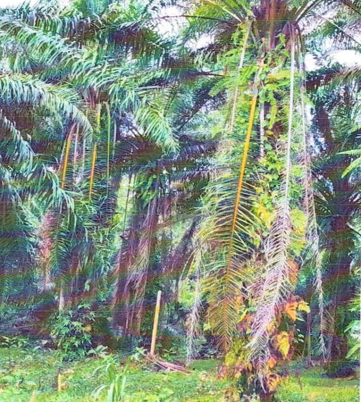 Residential land/lot Chumphon Pathio Don Yang 283800