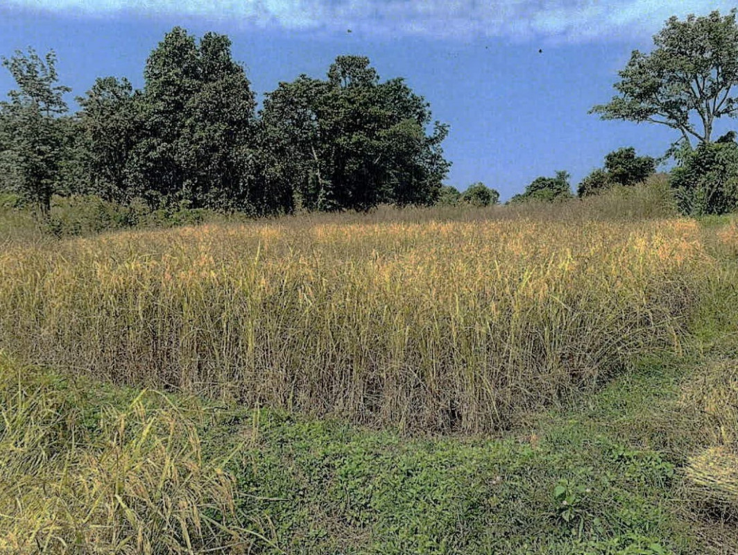 Residential land/lot Lampang Mae Tha Na Khrua 137560