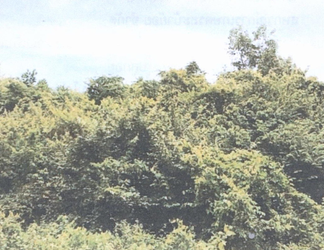 Residential land/lot Songkhla Thepha Pak Bang 144480