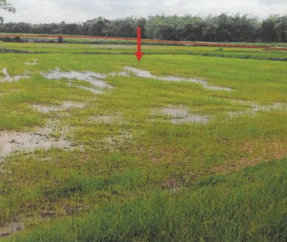 Residential land/lot Roi Et Phon Thong Pho Si Sawang 1941300