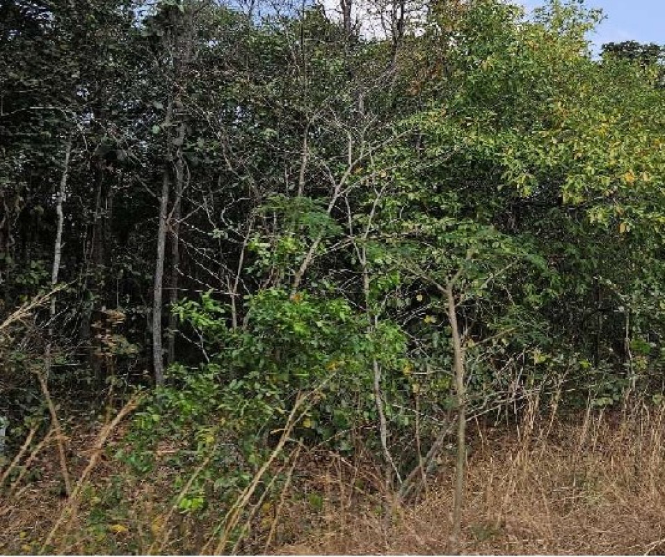 ที่ดินเปล่า อำนาจเจริญ หัวตะพาน เค็งใหญ่ 31700