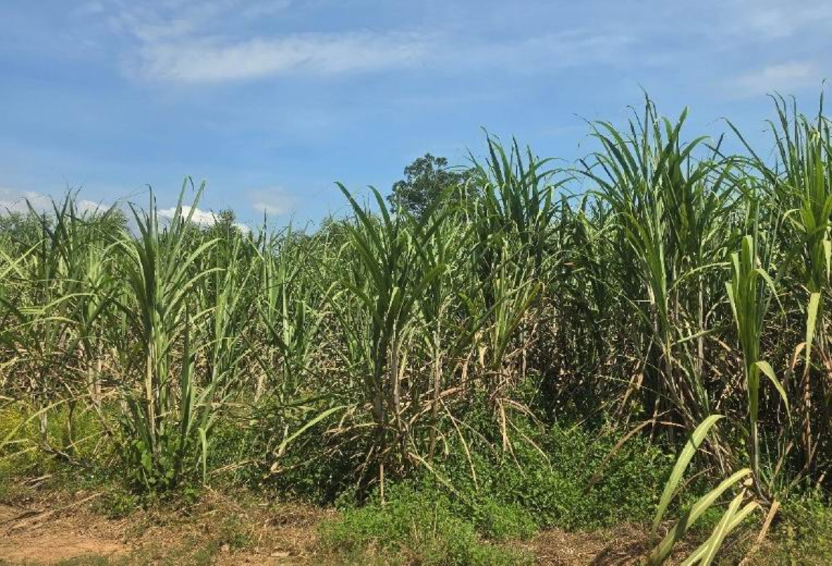 Residential land/lot Sa Kaeo Mueang Sa Kaeo Sa Khwan 1238536