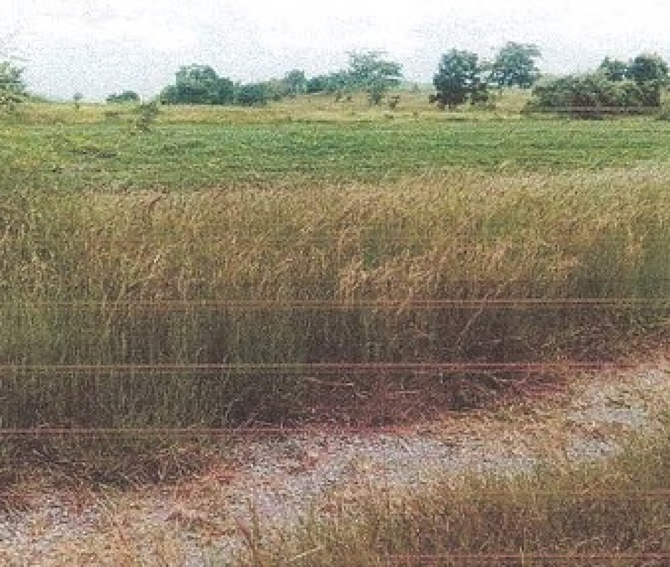 ที่ดินเปล่า ลพบุรี โคกสำโรง วังเพลิง 20000