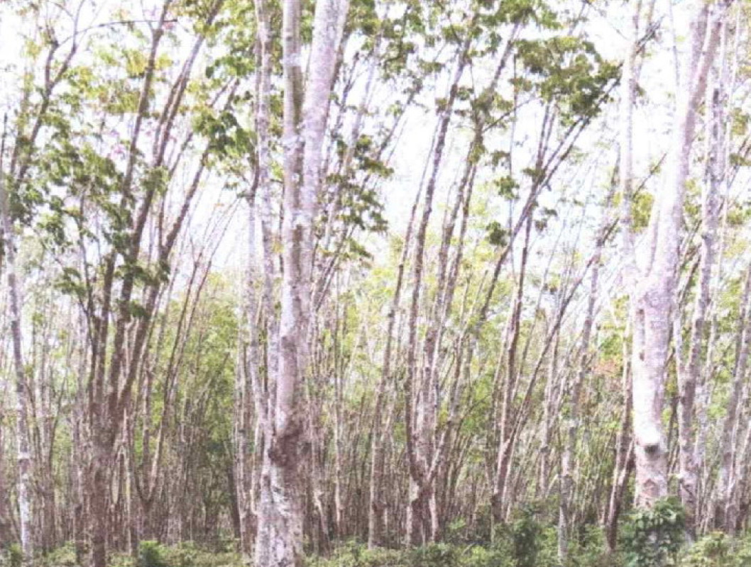 Residential land/lot Narathiwat Su-ngai Padi Su-Ngai Padi 1222000