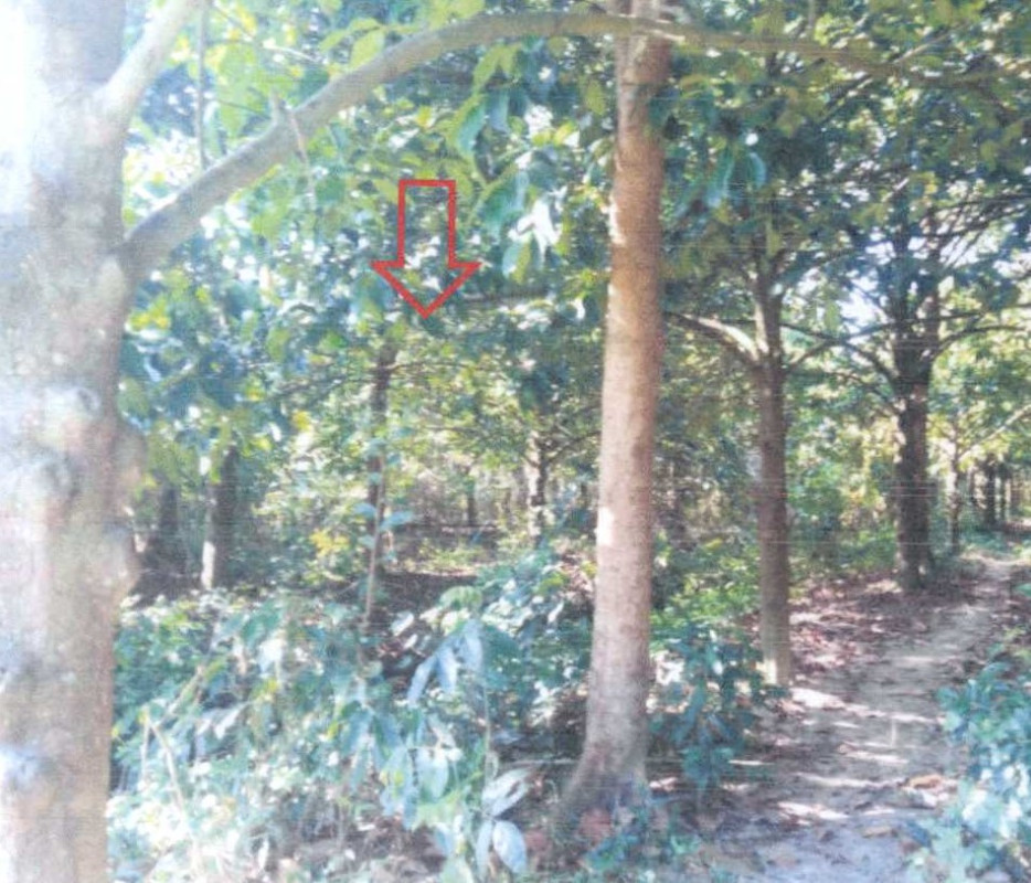 ที่ดินเปล่า นราธิวาส เมืองนราธิวาส มะนังตายอ 486800