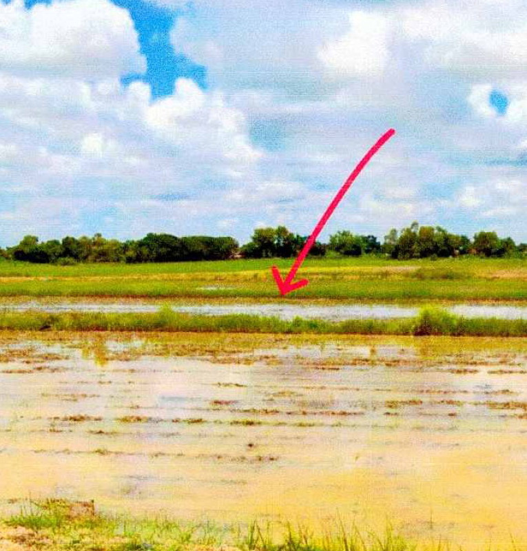 ที่ดินเปล่า หนองคาย เมืองหนองคาย กวนวัน 833375