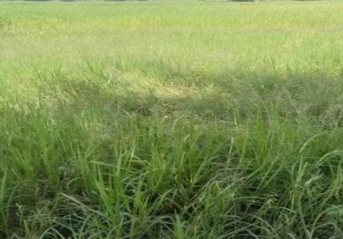 ที่ดินเปล่า กาฬสินธุ์ นาคู สายนาวัง 393150