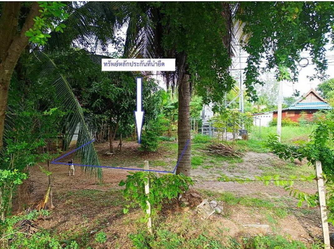ที่ดินเปล่า ราชบุรี โพธาราม ท่าชุมพล 10000