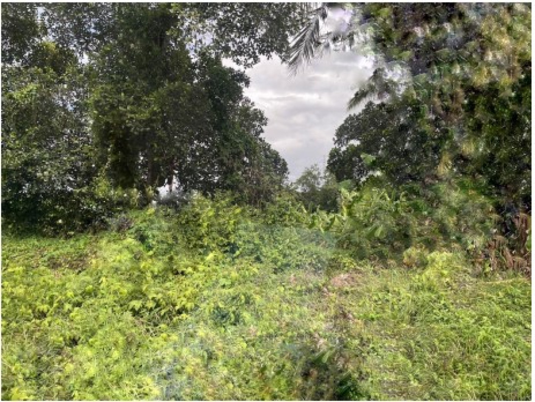 Residential land/lot Ubon Ratchathani Det Udom Non Sombun 19580