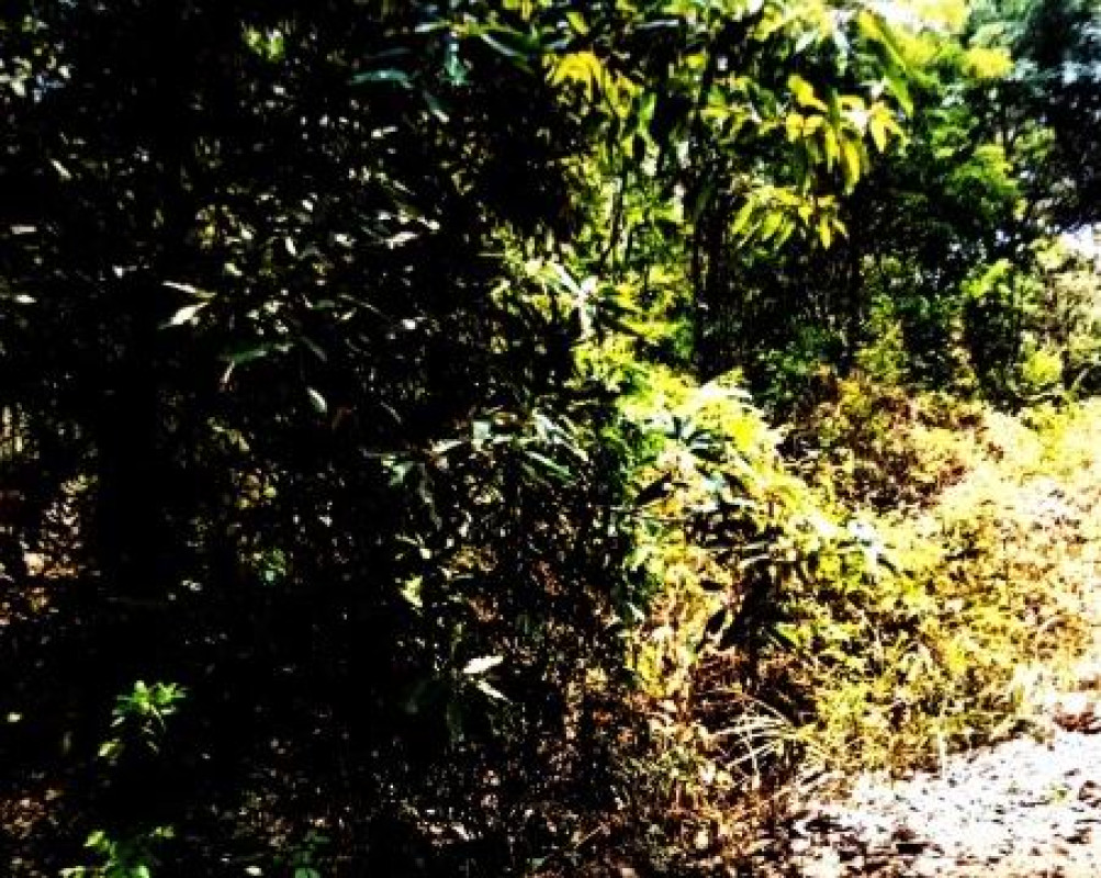 ที่ดินเปล่า กาฬสินธุ์ คำม่วง ทุ่งคลอง 966000