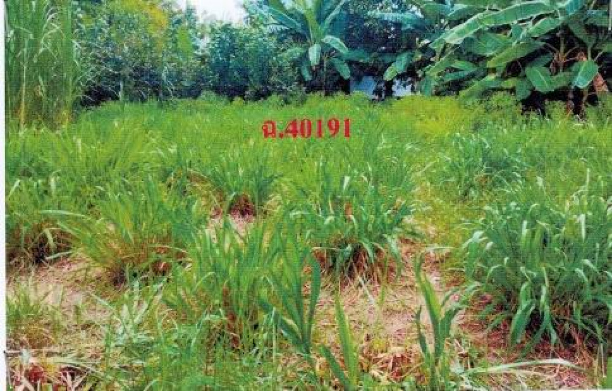 ที่ดินเปล่า บุรีรัมย์ สตึก สตึก 34500