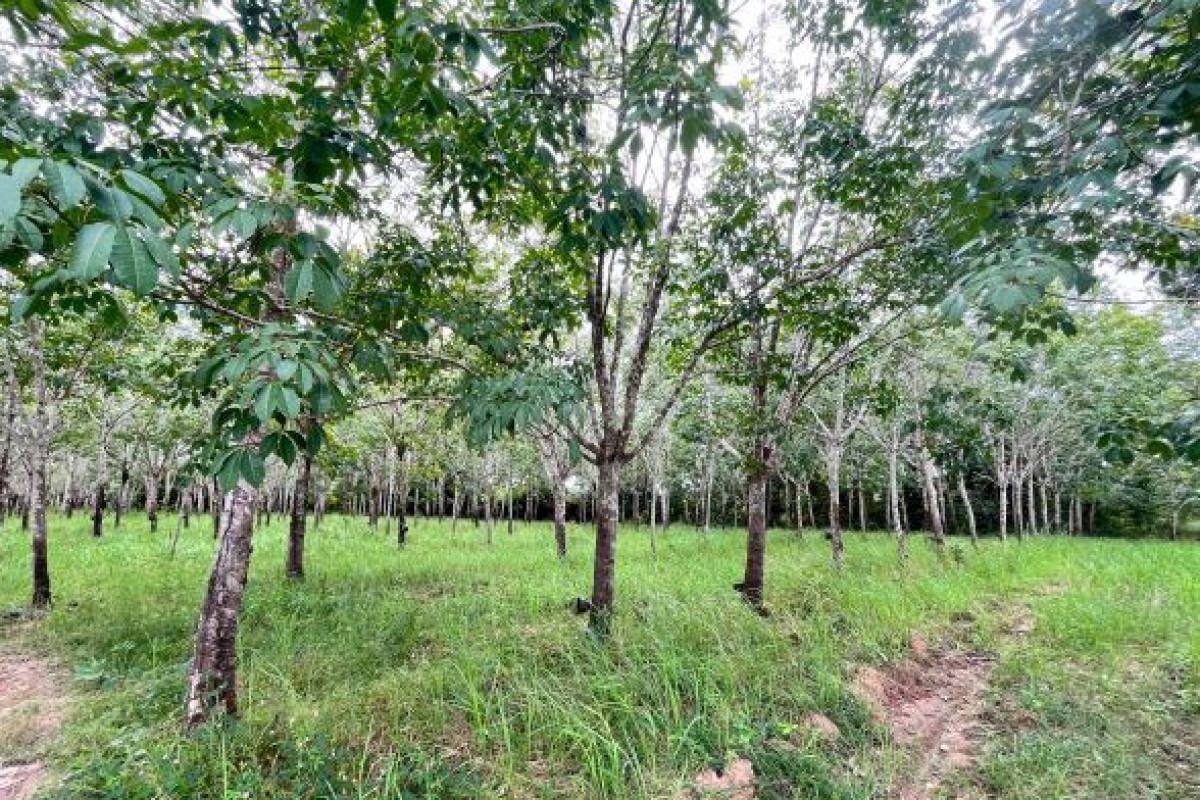 ที่ดินเปล่า อุบลราชธานี เดชอุดม กลาง 1842570