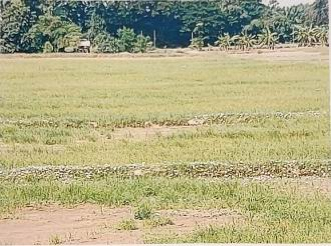 ที่ดินเปล่า หนองคาย โพธิ์ตาก โพนทอง 70300