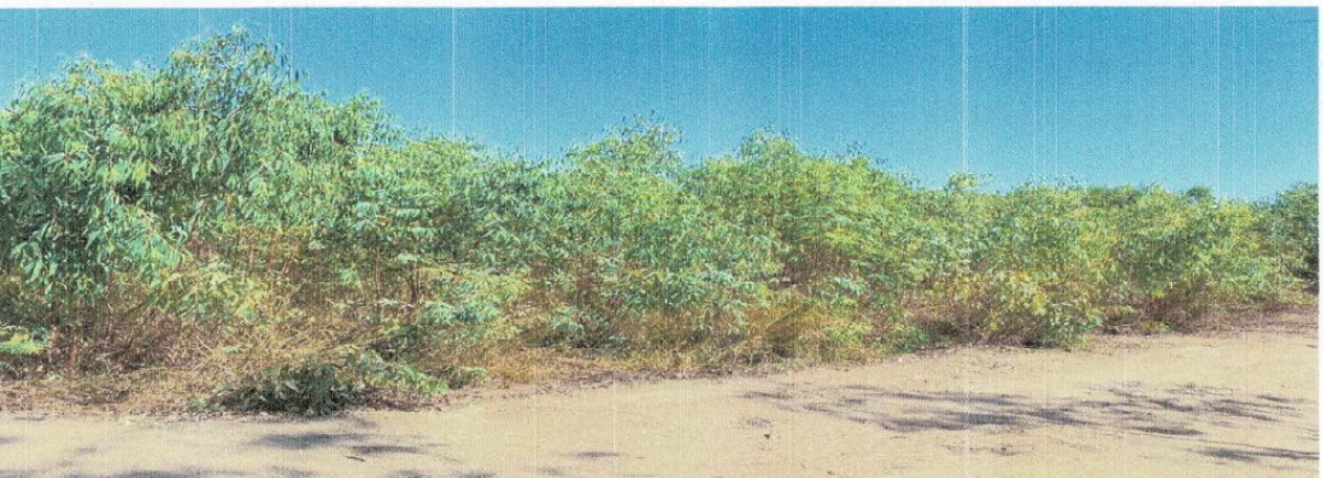 Residential land/lot Buri Ram Satuek Tha Muang 145095