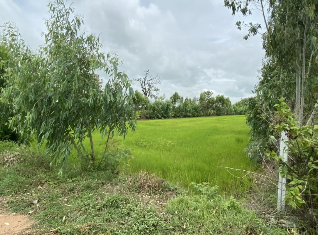 ที่ดินเปล่า มหาสารคาม พยัคฆภูมิพิสัย เวียงสะอาด 145990