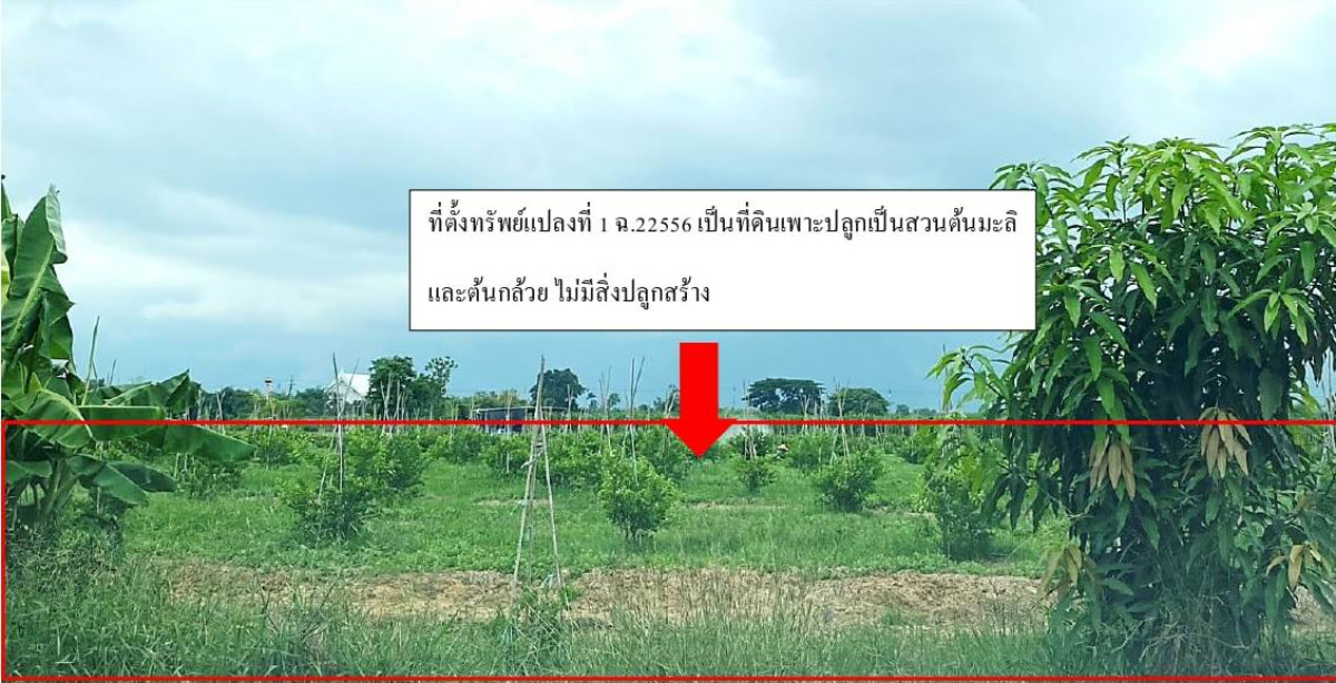 ที่ดินเปล่า นครปฐม เมืองนครปฐม สวนป่าน 697620