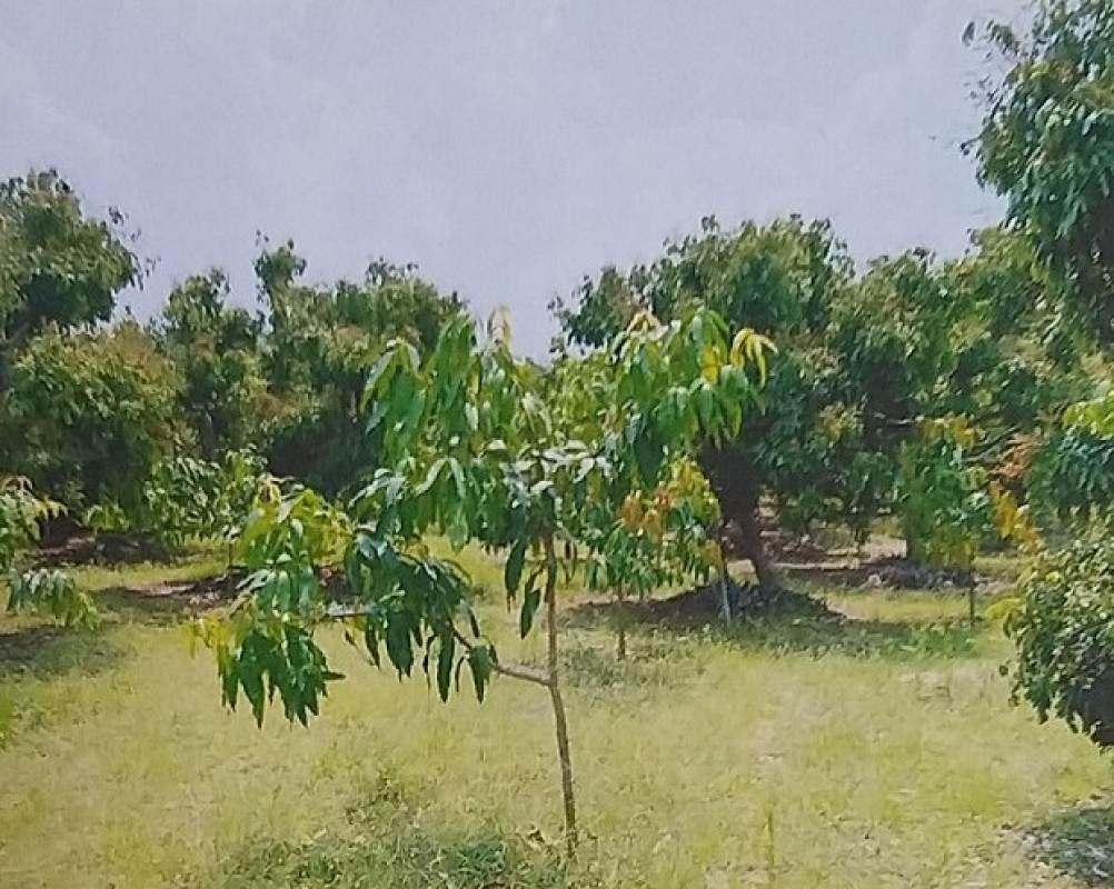 Residential land/lot Si Sa Ket Kanthararom Bua Noi 58600