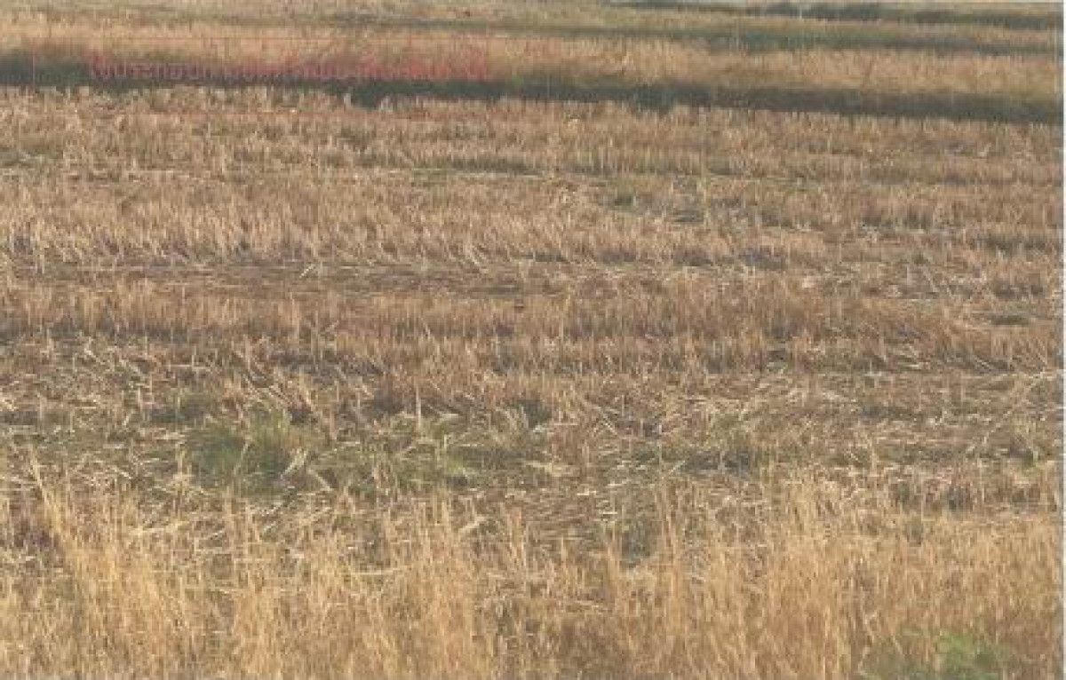 Residential land/lot Kalasin Khao Wong Nong Phue 2790000
