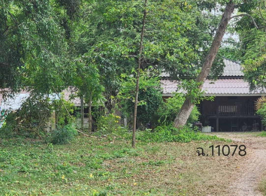 บ้านเดี่ยว สุราษฎร์ธานี ไชยา ตะกรบ 235000
