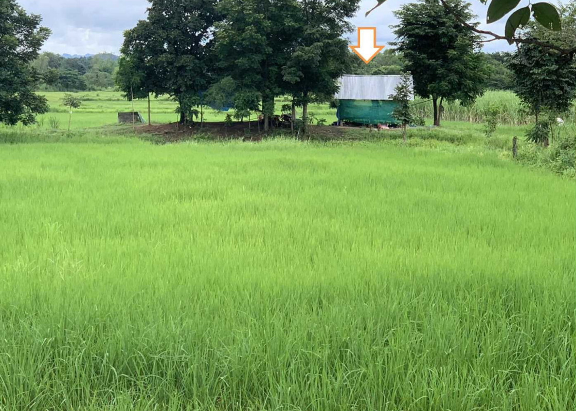 บ้านเดี่ยว หนองบัวลำภู สุวรรณคูหา นาด่าน 802269