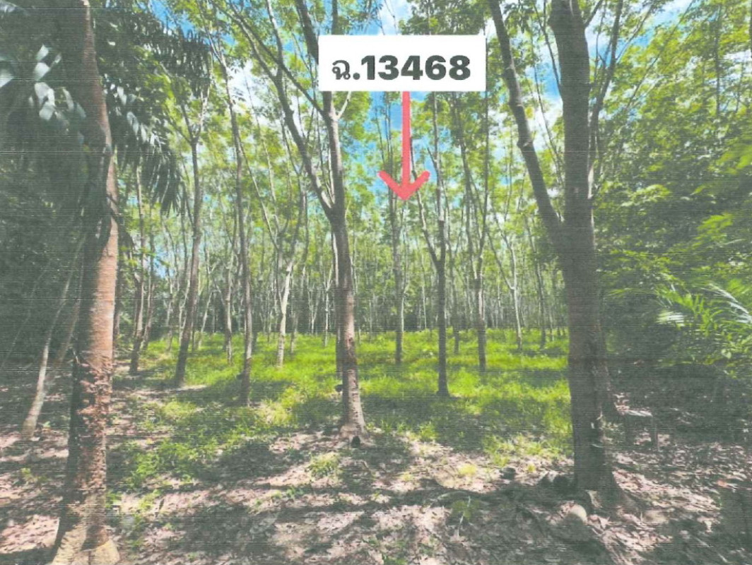 ที่ดินเปล่า ตรัง เมืองตรัง ทับเที่ยง 3117800
