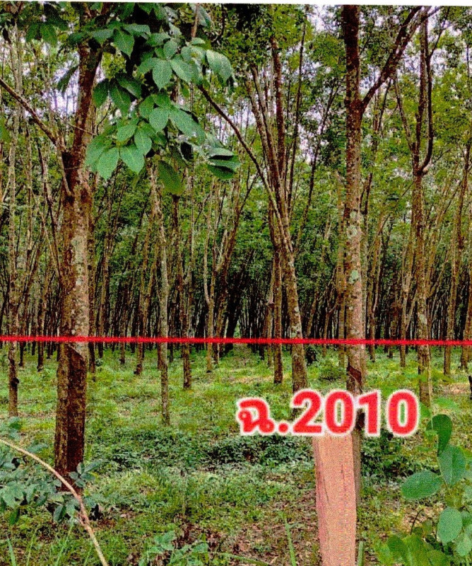 บ้านเดี่ยว บึงกาฬ ศรีวิไล ชุมภูพร 749000