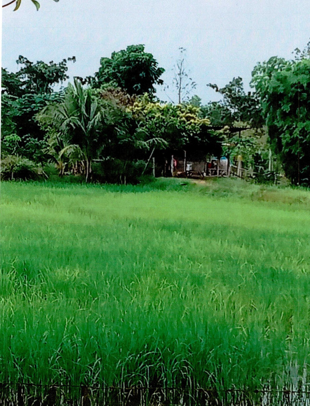 Single house Yasothon Kut Chum Phon Ngam 1239760