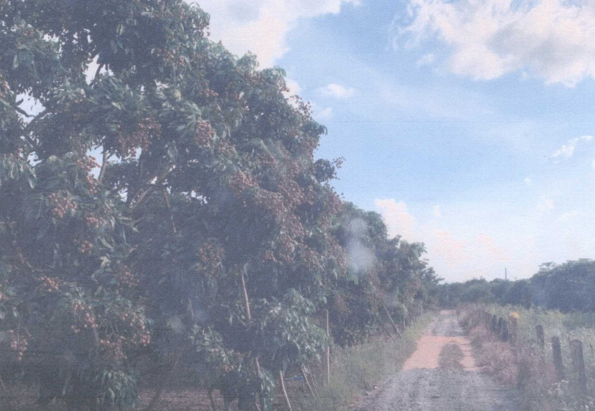 ที่ดินเปล่า ลำพูน เวียงหนองล่อง หนองล่อง 186750