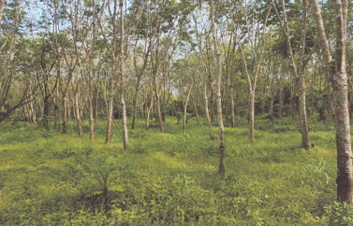 ที่ดินเปล่า ตรัง เมืองตรัง นาบินหลา 538000