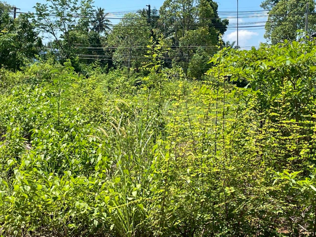 Residential land/lot Trang Mueang Trang Khuan Pring 3800000