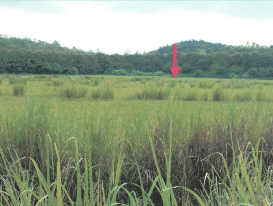 Residential land/lot Chiang Rai Phaya Mengrai Mengrai 140350
