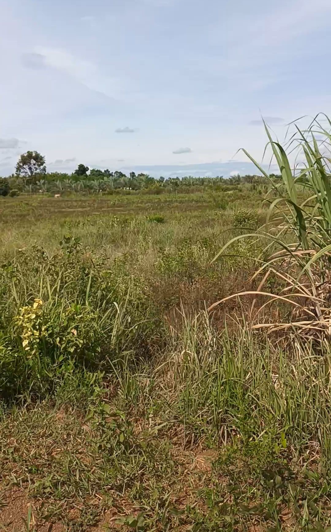 ที่ดินเปล่า หนองคาย เมืองหนองคาย ปะโค 6500000