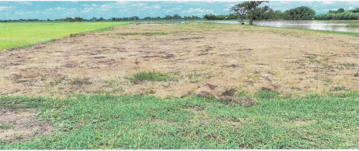 ที่ดินเปล่า สุรินทร์ ชุมพลบุรี เมืองบัว 104610