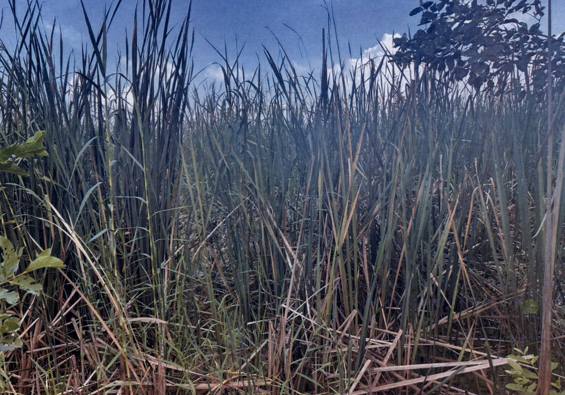 ที่ดินเปล่า พระนครศรีอยุธยา เสนา ชายนา 156200